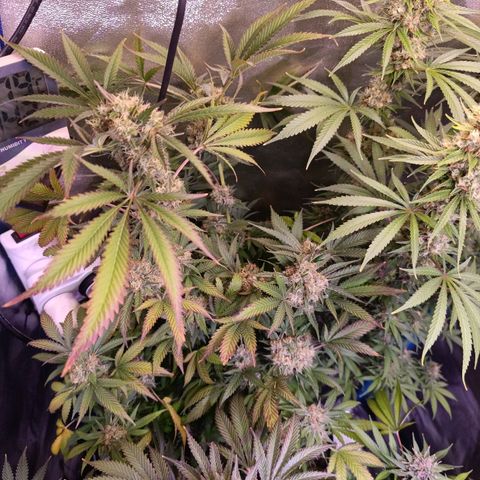 ItalPark 2 growlog timeline photo