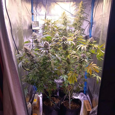 ItalPark 2 growlog timeline photo