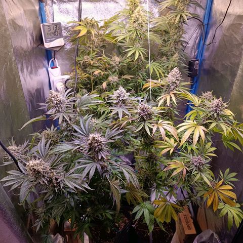 ItalPark 2 growlog timeline photo