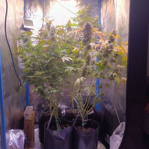 ItalPark 2 growlog timeline photo