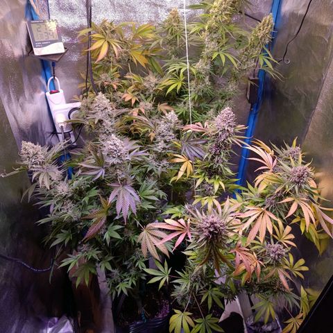ItalPark 2 growlog timeline photo