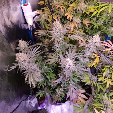 Italpark 1 growlog timeline photo