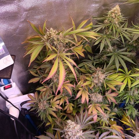 ItalPark 2 growlog timeline photo