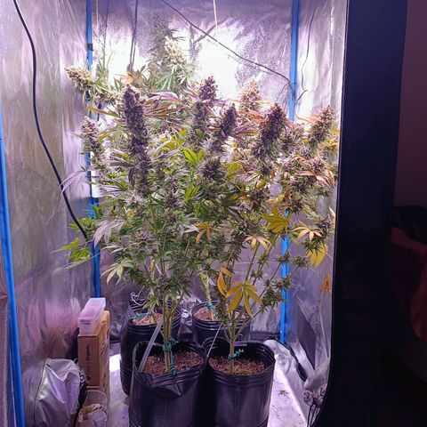 ItalPark 2 growlog timeline photo