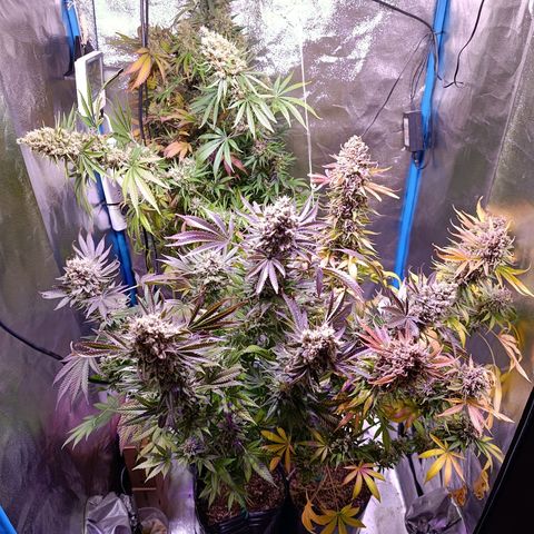 ItalPark 2 growlog timeline photo