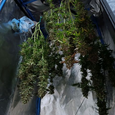 ItalPark 2 growlog timeline photo
