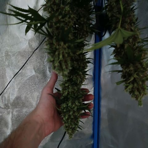 ItalPark 2 growlog timeline photo
