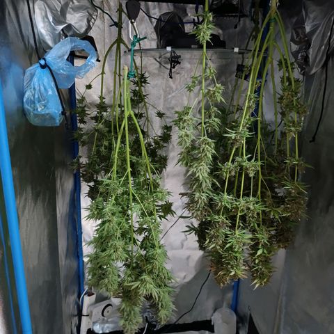 ItalPark 2 growlog timeline photo