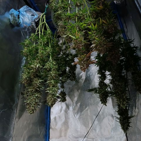 ItalPark 2 growlog timeline photo