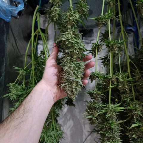 ItalPark 2 growlog timeline photo