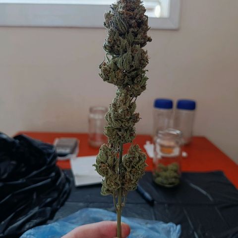 Italpark 1 growlog timeline photo