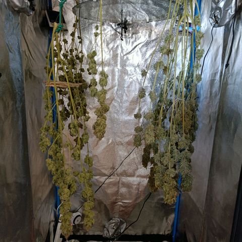 Italpark 1 growlog timeline photo