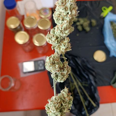 Italpark 1 growlog timeline photo