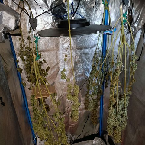 Italpark 1 growlog timeline photo