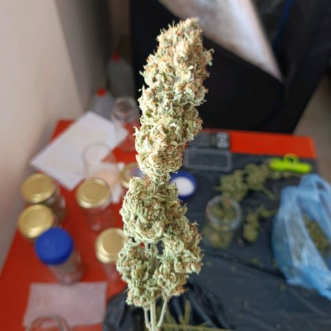Italpark 1 growlog timeline photo