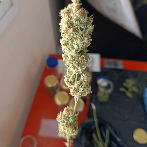 Italpark 1 growlog timeline photo
