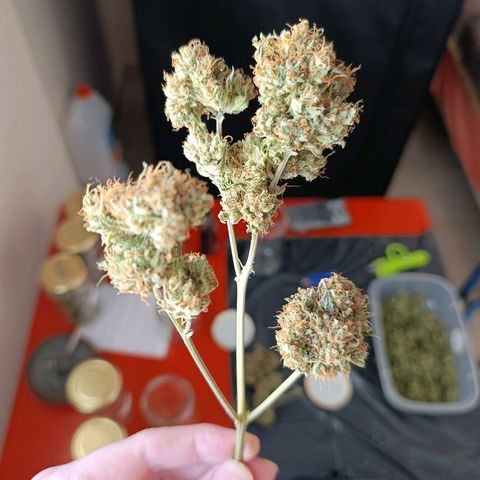 ItalPark 2 growlog timeline photo