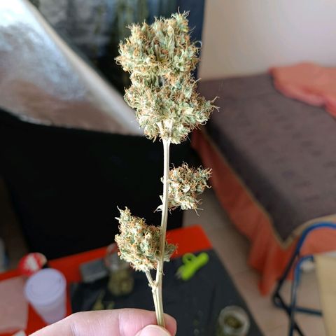 ItalPark 2 growlog timeline photo