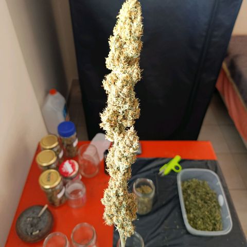 ItalPark 2 growlog timeline photo