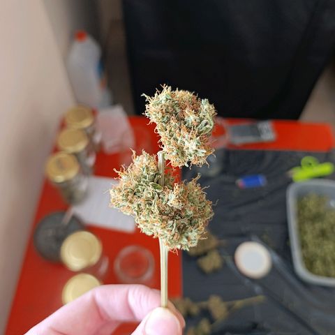 ItalPark 2 growlog timeline photo