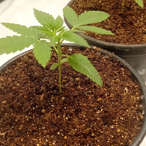 BLUE DREAM 01 growlog photo: Passei para vega hoje