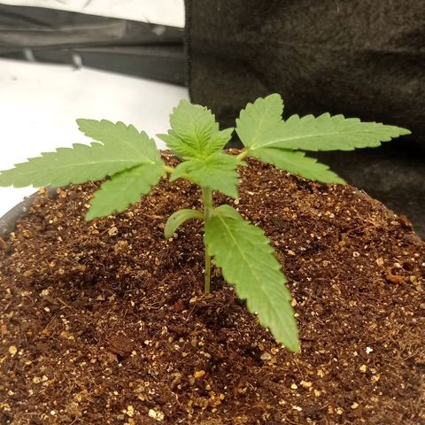BLUE DREAM 02 growlog photo: Passei para vega hoje