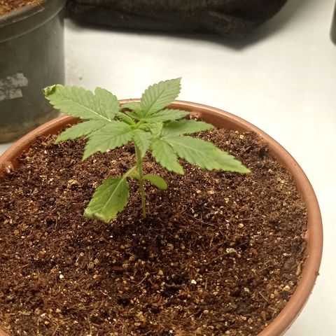 24K GOLD 01 growlog photo: Passei para vega hoje