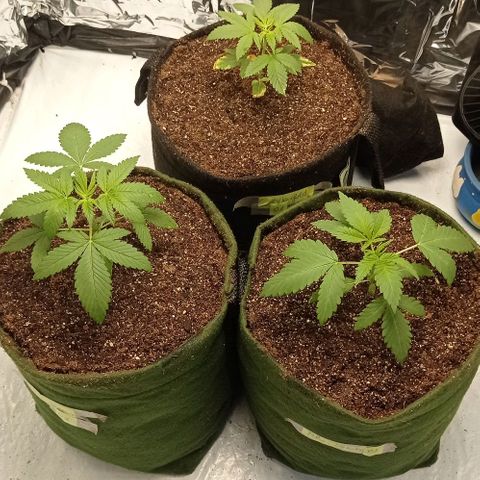BLUE DREAM 02 growlog photo: Transplante para vaso feltro definitivo 
