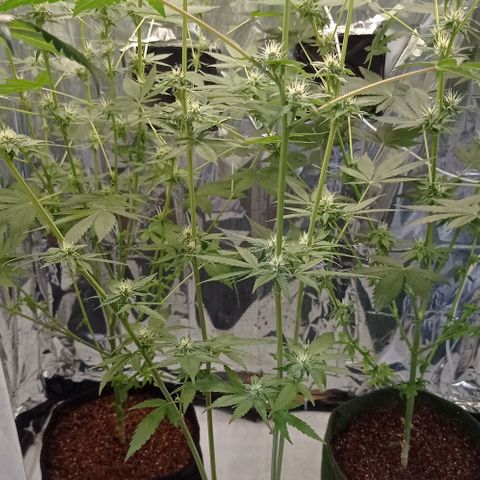 BLUE DREAM 01 growlog photo: 23 dias de Flora