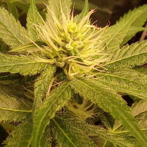 BLUE DREAM 01 growlog photo: 23 dias de Flora
