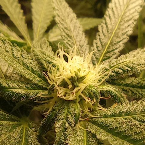 BLUE DREAM 01 growlog photo: 23 dias de Flora
