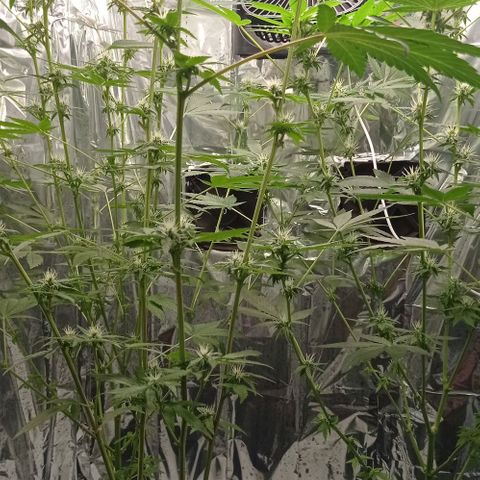 BLUE DREAM 01 growlog photo: 23 dias de Flora