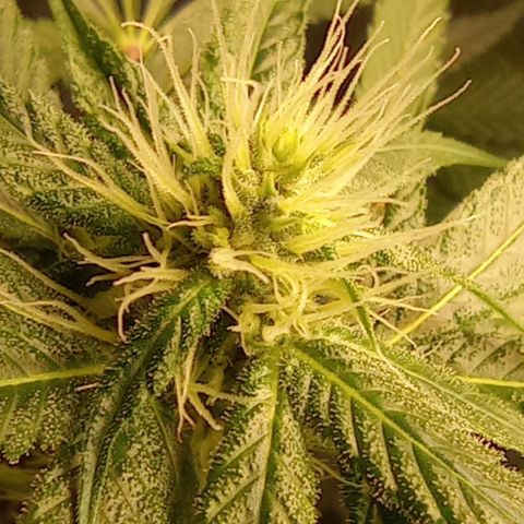 BLUE DREAM 01 growlog photo: 23 dias de Flora