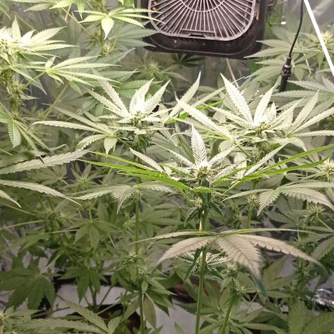 BLUE DREAM 01 growlog photo: 23 dias de Flora