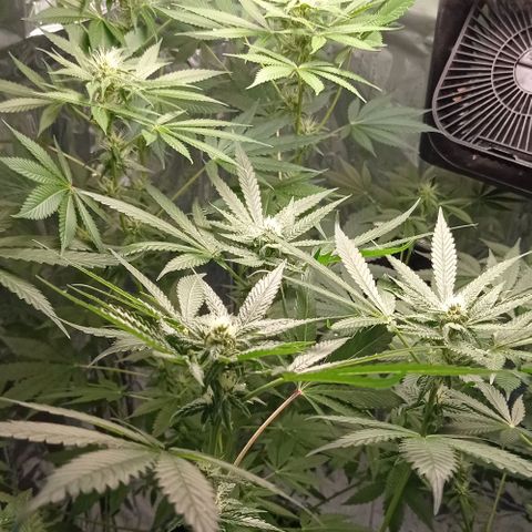 BLUE DREAM 01 growlog photo: 23 dias de Flora