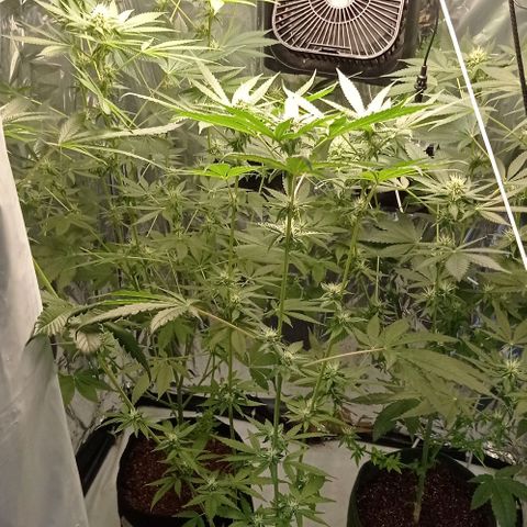 BLUE DREAM 01 growlog photo: 23 dias de Flora