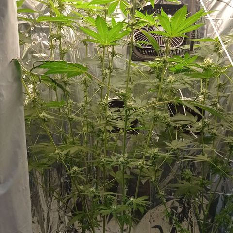 BLUE DREAM 01 growlog photo: 23 dias de Flora