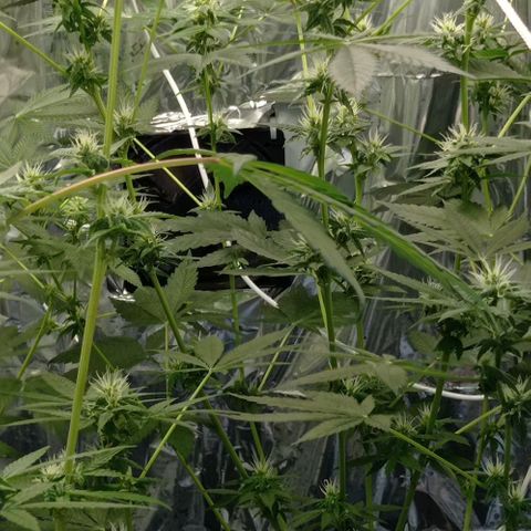 BLUE DREAM 01 growlog timeline photo
