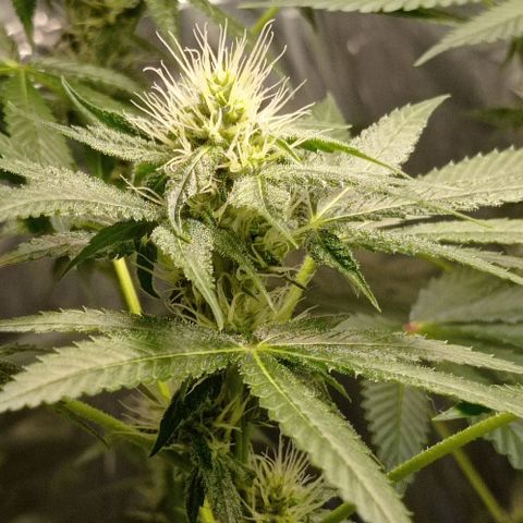 BLUE DREAM 01 growlog timeline photo