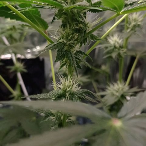 BLUE DREAM 01 growlog timeline photo
