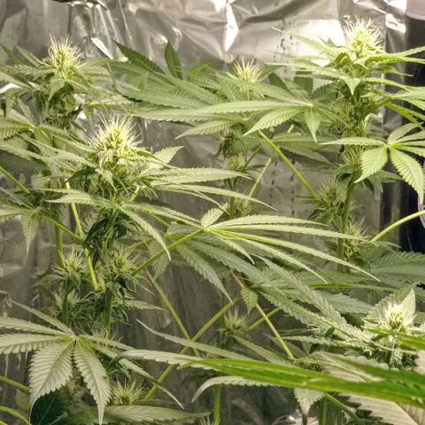 BLUE DREAM 01 growlog timeline photo