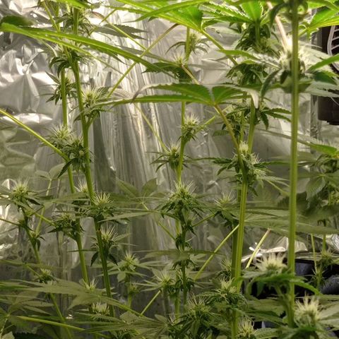 BLUE DREAM 01 growlog timeline photo