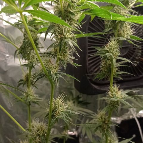 BLUE DREAM 01 growlog photo: 30 dias de Flora 