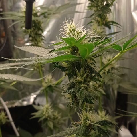 BLUE DREAM 01 growlog photo: 30 dias de Flora 