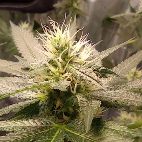 BLUE DREAM 01 growlog photo: 30 dias de Flora 