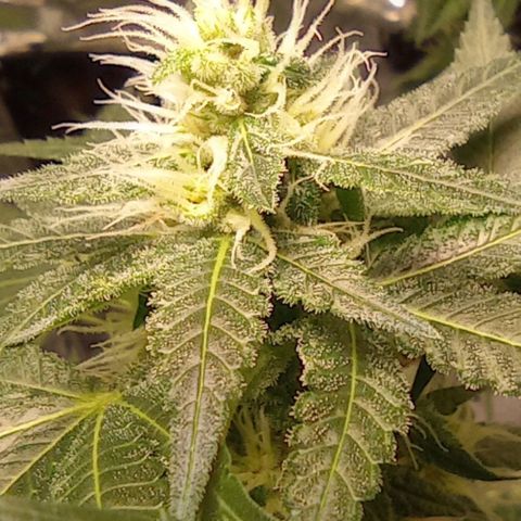 BLUE DREAM 01 growlog photo: 30 dias de Flora 