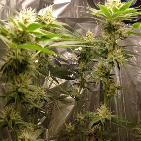 BLUE DREAM 01 growlog photo: 30 dias de Flora 
