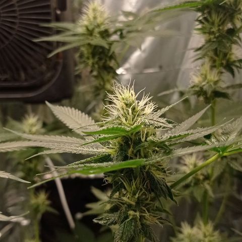 BLUE DREAM 01 growlog photo: 30 dias de Flora 