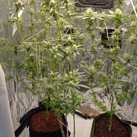 BLUE DREAM 01 growlog photo: 30 dias de Flora 