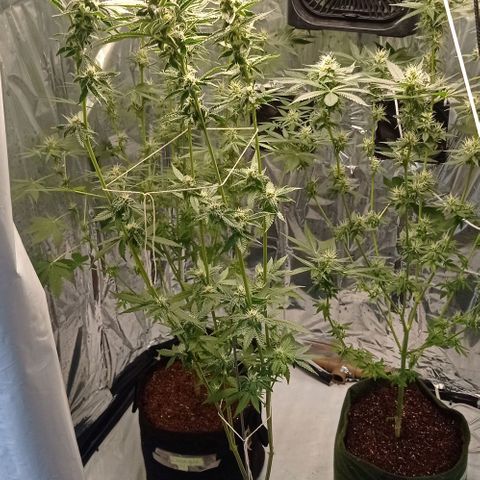 BLUE DREAM 01 growlog photo: 30 dias de Flora 
